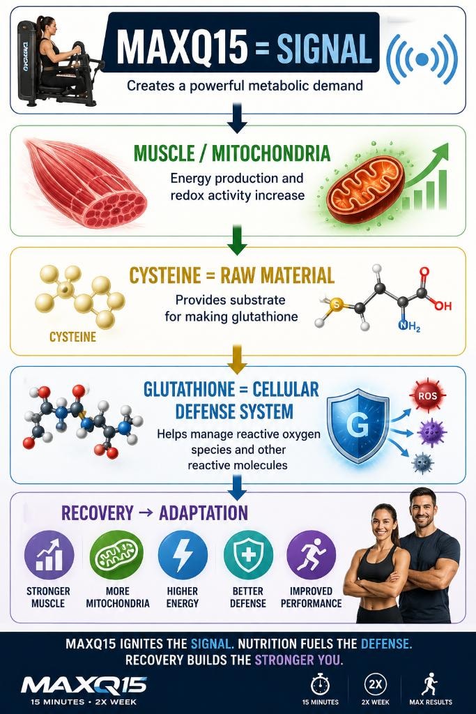 MaxQ15 Mechanism of Action: from metabolic demand through muscle and mitochondria activation, cysteine as raw material, glutathione cellular defense, to recovery and adaptation outcomes
